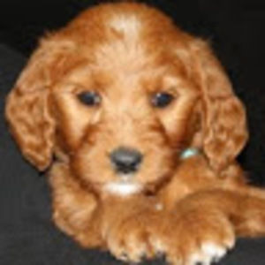 Meet your Posher, Maya